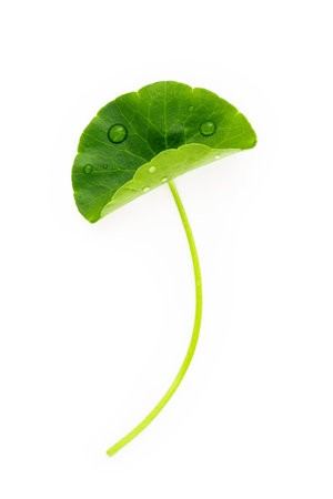 Close up centella asiatica leaves with rain drop isolated on white background top view.の写真素材