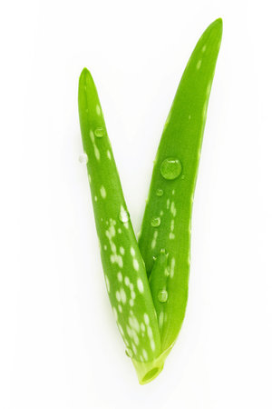 Close up aloe vera with water drops isolated on white background.の写真素材