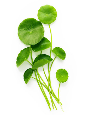 Close up centella asiatica leaves with rain drop isolated on white background top view.の写真素材