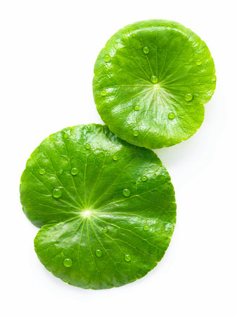 Close up centella asiatica leaves with rain drop isolated on white background top view.の写真素材