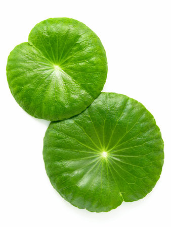 Close up centella asiatica leaves with rain drop isolated on white background top view.の写真素材