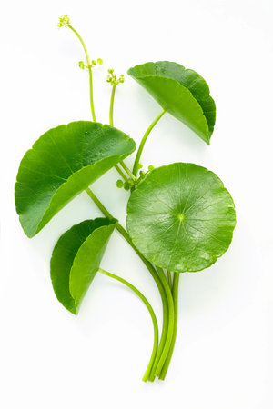 Close up centella asiatica leaves with rain drop isolated on white background top view.の写真素材