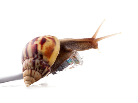 Snail with rj45 connector symbolic photo for slow internet connection. broadband connection is not available everywhere.の写真素材