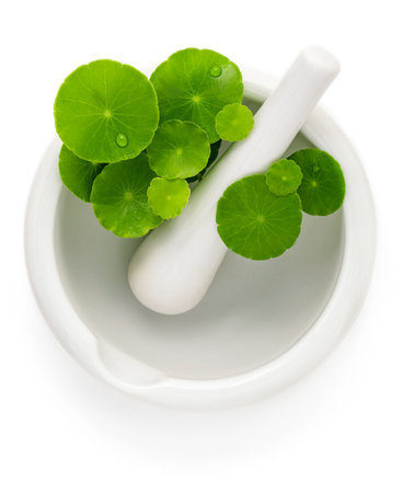 Close up centella asiatica leaves with white mortar isolated on white background top view.の写真素材
