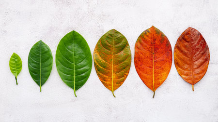 Different age of leaves and colour set up on white concrete background. Ageing and seasonal concept colorful leaves with flat lay and copy space.の写真素材