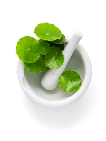 Close up centella asiatica leaves with white mortar isolated on white background top view.の写真素材