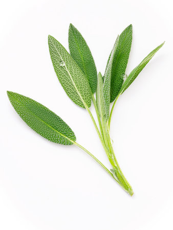 Close Up branch fresh sage leaves isolated on white background .の写真素材