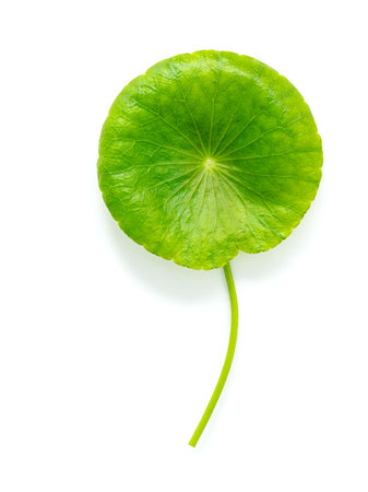 Close up centella asiatica leaves with rain drop isolated on white background top view.の写真素材