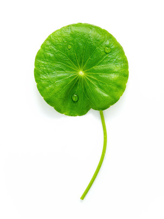 Close up centella asiatica leaves with rain drop isolated on white background top view.の写真素材