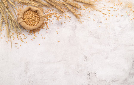 Wheat ears and wheat grains set up on white concrete background.の写真素材