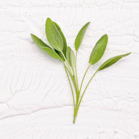 Close Up branch fresh sage leaves  on white backgroundの写真素材