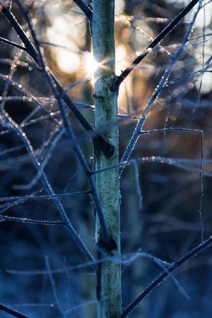 hoarfrost on birch with light diffractionの写真素材