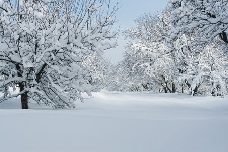 Winter time in park の写真素材