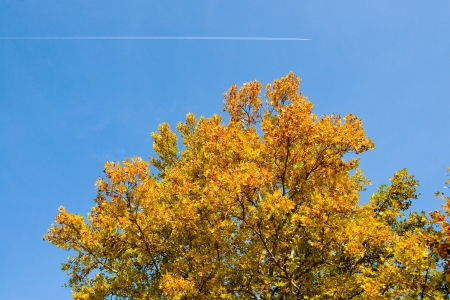 autumn tree, blue sky with a planeの写真素材