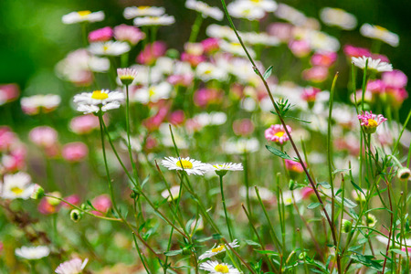 Barcelona Attractions, Labyrinth Park of Horta in Barcelona, Flowers in the Park, Catalonia, Spain.