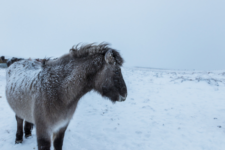 Cute icelandic horses in snowy weather and on snow covered field in Icelandの写真素材