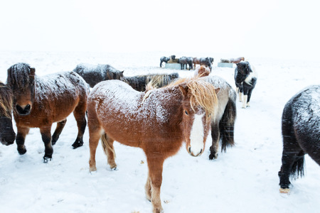 Cute icelandic horses in snowy weather and on snow covered field in Icelandの写真素材