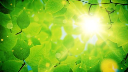 Summer background, Natural frame of beautiful green tree leaves reveals the soft light of the sun