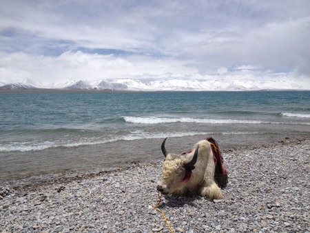 Yak and Lakeの写真素材