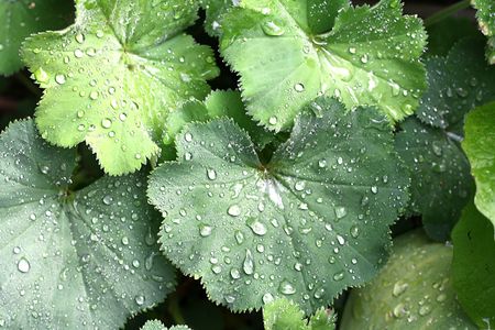 Lady's Mantle