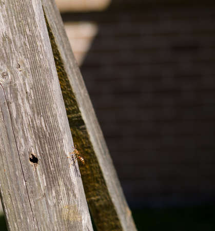 Yelllow Jacket in Spring の写真素材