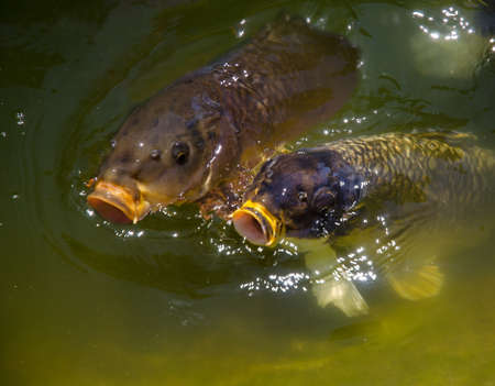Pond Koi Waiting to be Fed