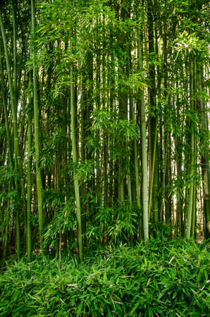 Dense area of Green Bamboo Forestの写真素材