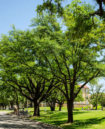 Row of Trees with Bikes の写真素材
