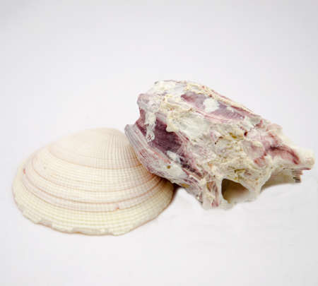 Seashell and Barnacle Isolated on White