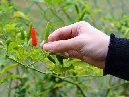 Female hand pluck a ripe chili in the garden with vibrant colorsの写真素材