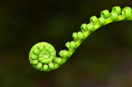 Exotic tropical ferns