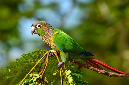 Green Cheek Conure perched on a branch