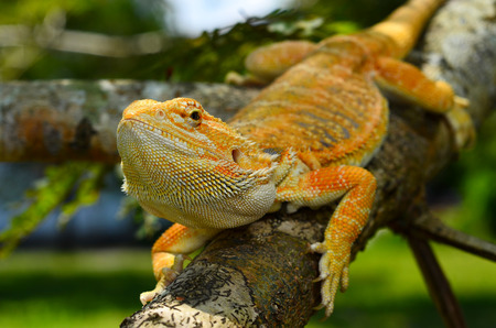 Hypo Leatherback Bearded Dragon perched on a branchの写真素材