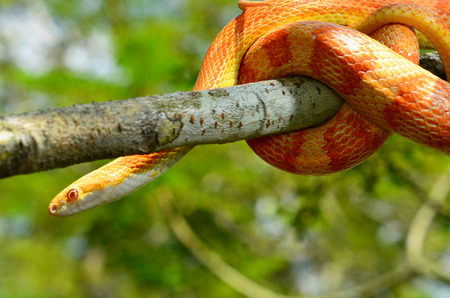 Amel Motley Corn Snake wrapped around a branchの写真素材