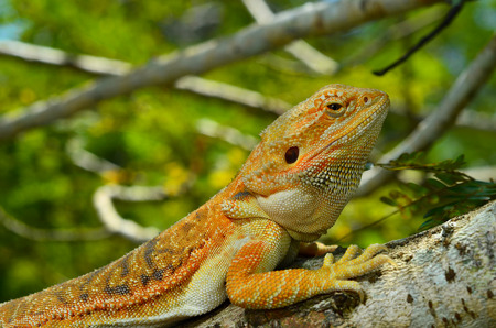Hypo Leatherback Bearded Dragon perched on a branchの写真素材