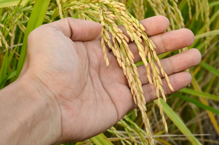 Rice harvest in handの写真素材
