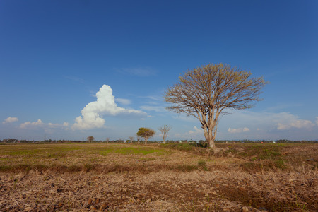The lonely tree. The picture was captured during daytime at paddy field with a spot of cloud. の写真素材