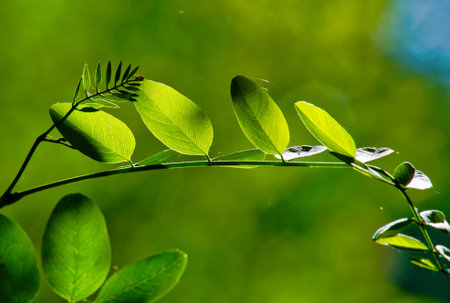 green leaves background in sunny day with blur background. green leaves background