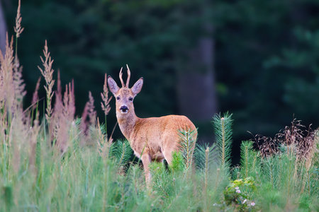 Roe deer (Capreolus capreolus)の写真素材