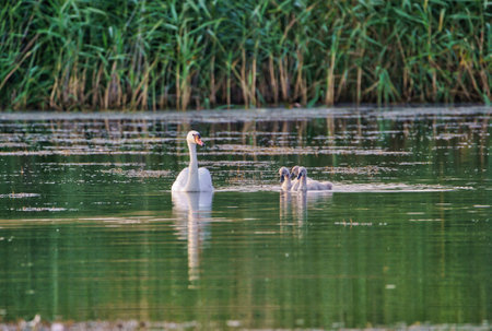 Mute swan family swimming in a lake with reeds in the backgroundの写真素材