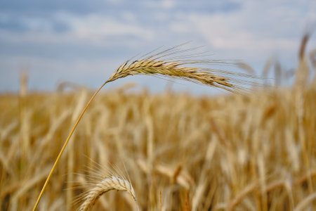 Ears of wheat on a background of blue sky with clouds.の写真素材