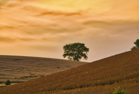 Lonely tree in the field at sunset. Country landscapeの写真素材