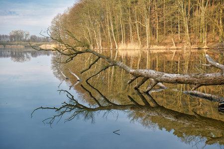 Landscape with a lake and a fallen tree reflected in the waterの写真素材