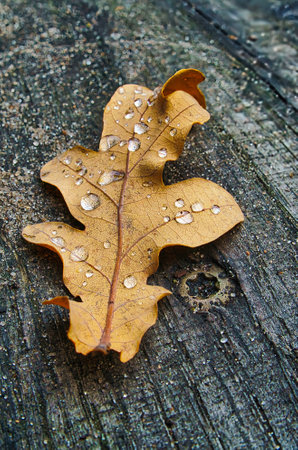 dry oak leaf with water drops on old wooden surface, autumn backgroundの写真素材