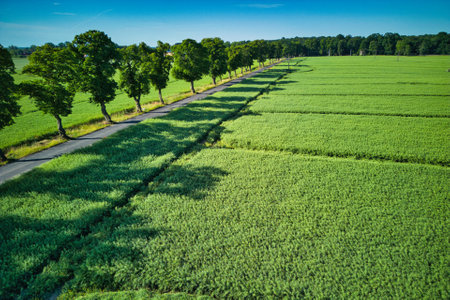 Aerial view on the green wheat field with road and trees.の写真素材