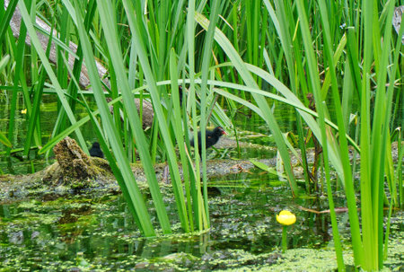 Moorhen walking on a branch in a pond with green reeds in the backgroundの写真素材