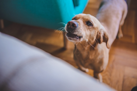 Small yellow dog barking at homeの写真素材