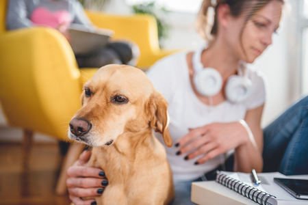 Small yellow dog sitting on the floor by the woman who is petting him at homeの写真素材