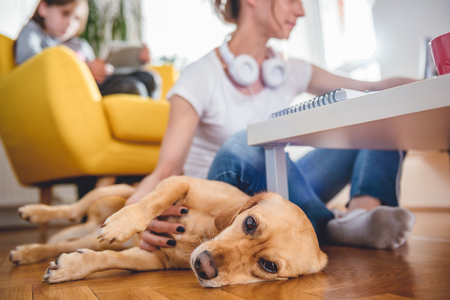 Small yellow dog laying on the floor by the woman who is petting him at homeの写真素材