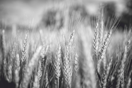 Back and white photo of wheat fieldの写真素材